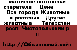 маточное поголовье старателя  › Цена ­ 2 300 - Все города Животные и растения » Другие животные   . Татарстан респ.,Чистопольский р-н